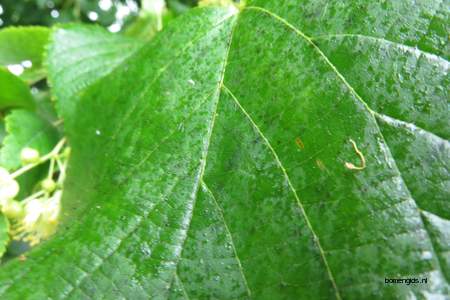  picture  Hollandse_linde |Tilia_x_vulgaris