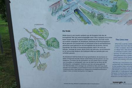  picture  Hollandse_linde |Tilia_x_vulgaris