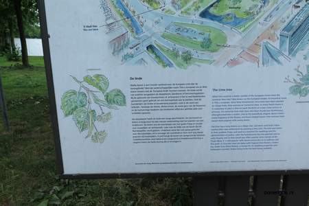  picture  Hollandse_linde |Tilia_x_vulgaris