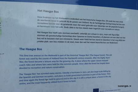  picture  Hollandse_linde |Tilia_x_vulgaris