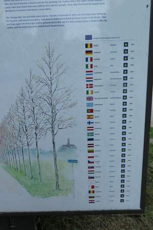  picture  Hollandse_linde |Tilia_x_vulgaris