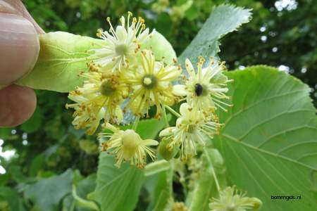  picture  Hollandse_linde |Tilia_x_vulgaris