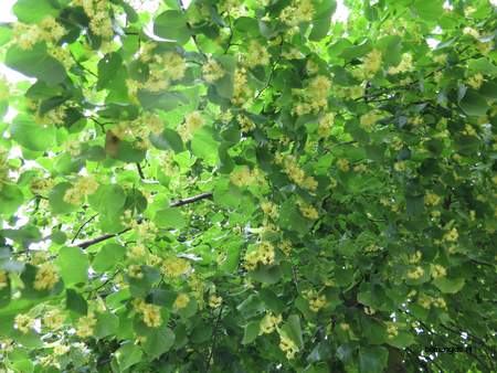  picture  Hollandse_linde |Tilia_x_vulgaris