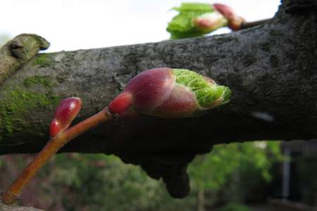  picture  Hollandse_linde |Tilia_x_vulgaris