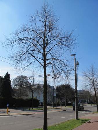  picture  Hollandse_linde |Tilia_x_vulgaris