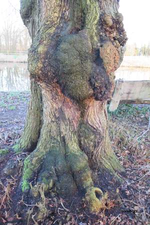  picture  Hollandse_linde |Tilia_x_vulgaris