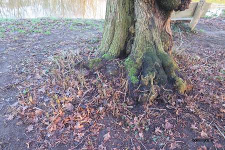  picture  Hollandse_linde |Tilia_x_vulgaris