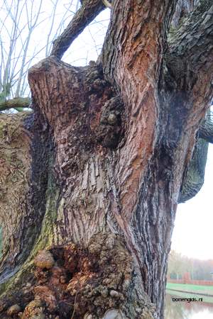  picture  Hollandse_linde |Tilia_x_vulgaris