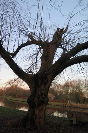  picture  Hollandse_linde |Tilia_x_vulgaris