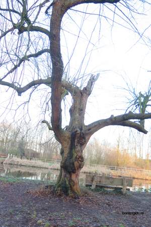  picture  Hollandse_linde |Tilia_x_vulgaris