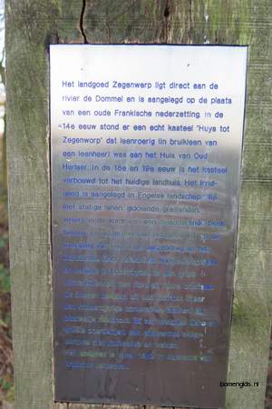  picture  Hollandse_linde |Tilia_x_vulgaris