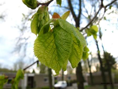  picture  Hollandse_linde |Tilia_x_vulgaris