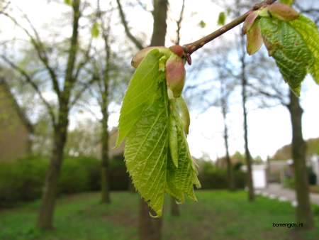  picture  Hollandse_linde |Tilia_x_vulgaris
