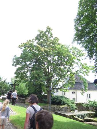  picture  Hollandse_linde |Tilia_x_vulgaris