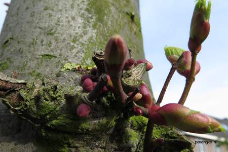  picture  Hollandse_linde |Tilia_x_vulgaris