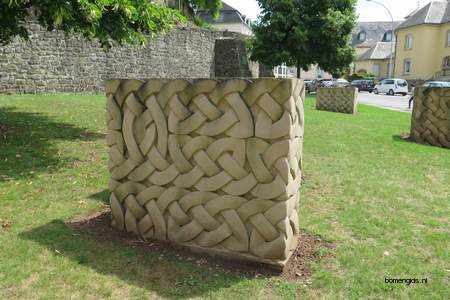  picture  Hollandse_linde |Tilia_x_vulgaris