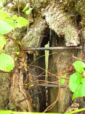  picture  Hollandse_linde |Tilia_x_vulgaris