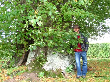  picture  Hollandse_linde |Tilia_x_vulgaris