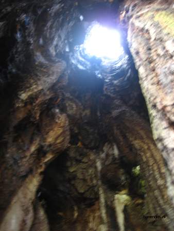  picture  Hollandse_linde |Tilia_x_vulgaris