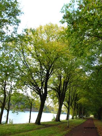  picture  Hollandse_linde |Tilia_x_vulgaris