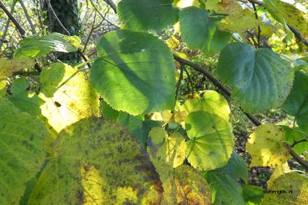  picture  Hollandse_linde |Tilia_x_vulgaris