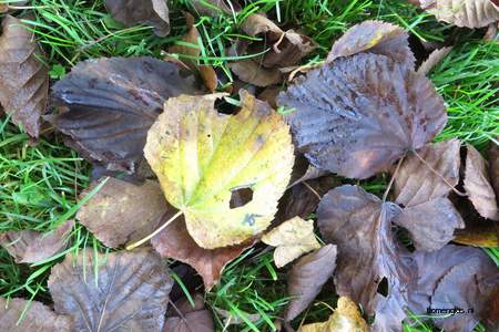  picture  Hollandse_linde |Tilia_x_vulgaris