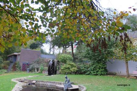  picture  Hollandse_linde |Tilia_x_vulgaris