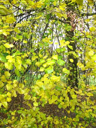  picture  Hollandse_linde |Tilia_x_vulgaris