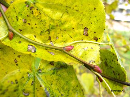  picture  Hollandse_linde |Tilia_x_vulgaris