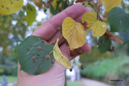  picture  Hollandse_linde |Tilia_x_vulgaris