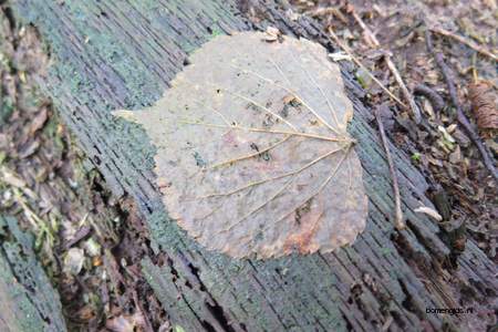  picture  Hollandse_linde |Tilia_x_vulgaris