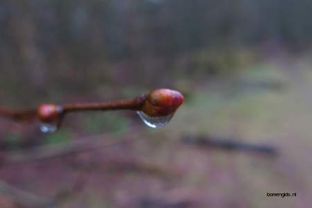  picture  Hollandse_linde |Tilia_x_vulgaris