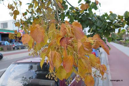  picture  Hollandse_linde |Tilia_x_vulgaris