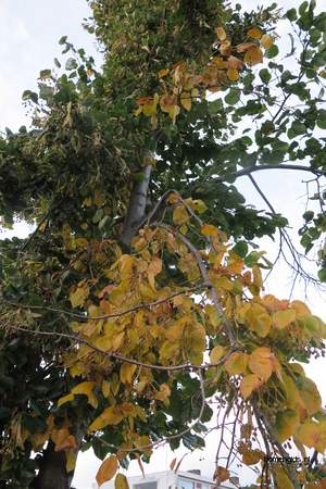  picture  Hollandse_linde |Tilia_x_vulgaris