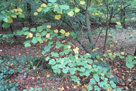  picture  Hollandse_linde |Tilia_x_vulgaris