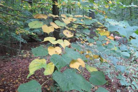  picture  Hollandse_linde |Tilia_x_vulgaris