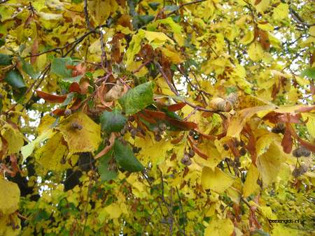  picture  Hollandse_linde |Tilia_x_vulgaris