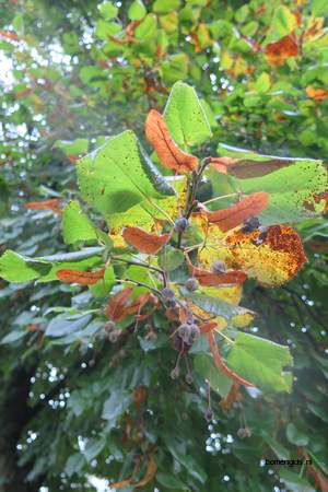  picture  Hollandse_linde |Tilia_x_vulgaris