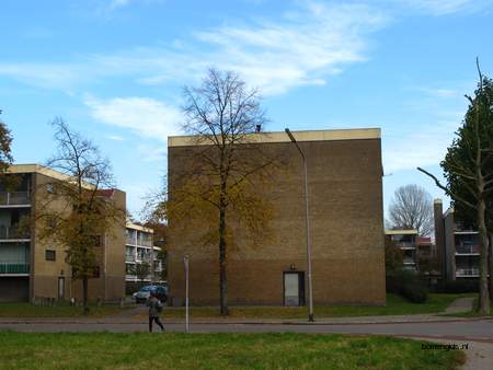  picture  Hollandse_linde |Tilia_x_vulgaris