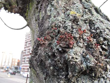  picture  Hollandse_linde |Tilia_x_vulgaris