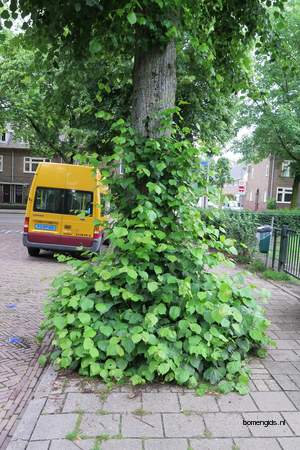  picture  Hollandse_linde |Tilia_x_vulgaris