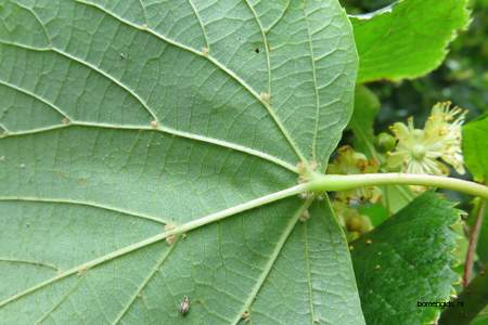  picture  Hollandse_linde |Tilia_x_vulgaris