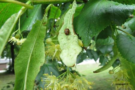  picture  Hollandse_linde |Tilia_x_vulgaris