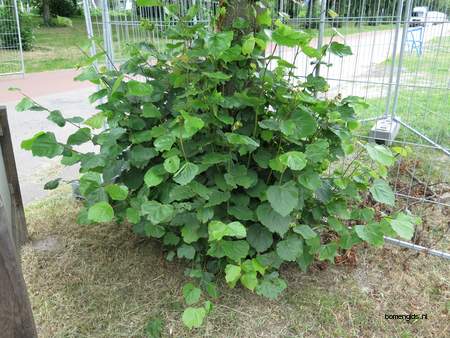  picture  Hollandse_linde |Tilia_x_vulgaris