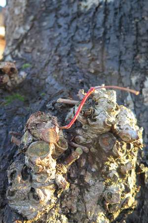  picture  Hollandse_linde |Tilia_x_vulgaris