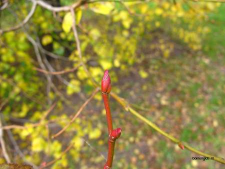  picture  Hollandse_linde |Tilia_x_vulgaris