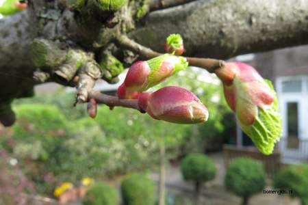  picture  Hollandse_linde |Tilia_x_vulgaris