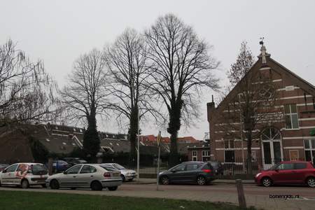  picture  Hollandse_linde |Tilia_x_vulgaris