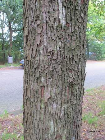  picture  Hopbeuk |Ostrya_carpinifolia