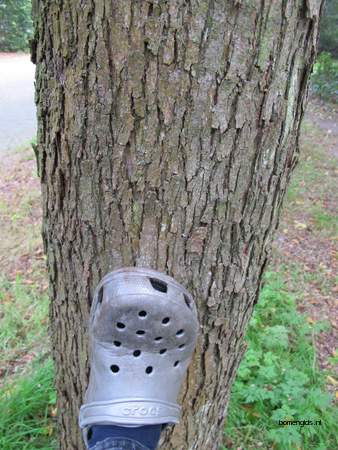  picture  Hopbeuk |Ostrya_carpinifolia